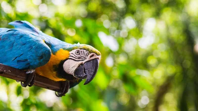 Задача со звездочкой: найди на рисунке попугайчика