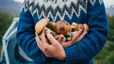 "Полная корзина" поздравлений со Всемирным Днем грибников 2024: интересная проза и тематические открытки