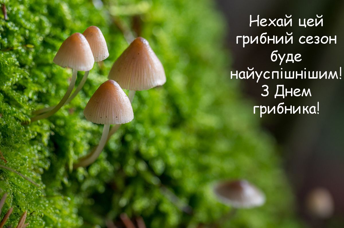 'Полная корзина' поздравлений со Всемирным Днем грибников 2024: интересная проза и тематические открытки - 644326 'Полная корзина' поздравлений со Всемирным Днем грибников 2024: интересная проза и тематические открытки - фото 644326