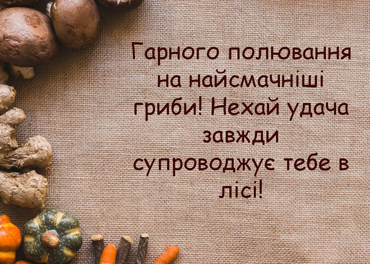 'Полная корзина' поздравлений со Всемирным Днем грибников 2024: интересная проза и тематические открытки - 644331 'Полная корзина' поздравлений со Всемирным Днем грибников 2024: интересная проза и тематические открытки - фото 644331