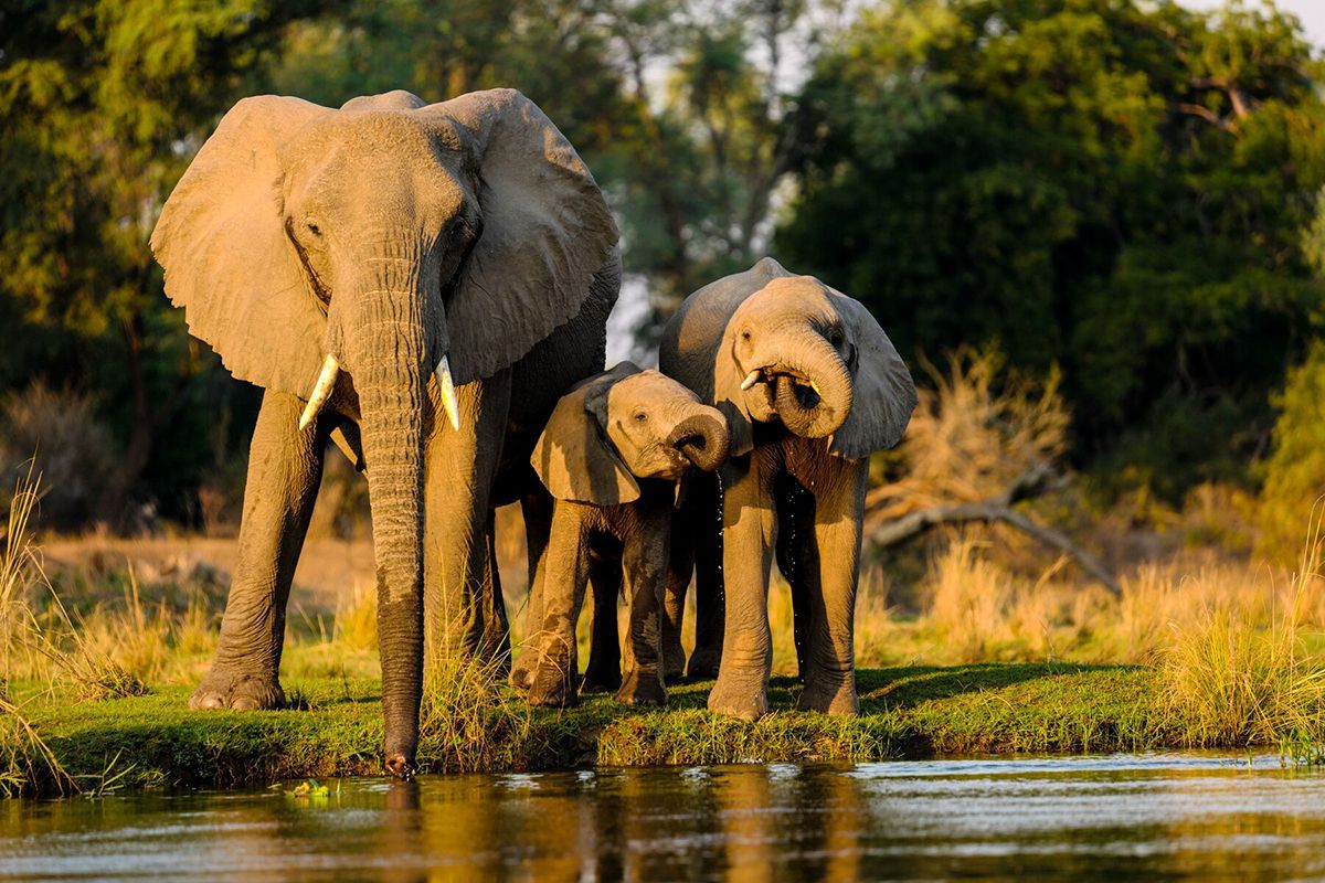 Пушистые, пернатые, чешуйчатые: почему Всемирный день защиты животных 2024 касается каждого из нас - 644980 Пушистые, пернатые, чешуйчатые: почему Всемирный день защиты животных 2024 касается каждого из нас - фото 644980