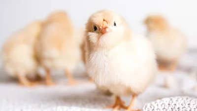 Де курчатко: знайди маля на малюнку-головоломці