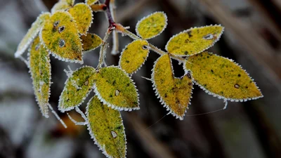 Готуй теплий одяг: синоптики розповіли, коли в Україну прийдуть заморозки