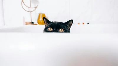 Дослідники довели: коти поводяться, як рідина