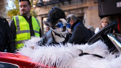 Вибирай костюм на Геловін для свого песика: найприкольніші ідеї з параду собак у Нью-Йорку