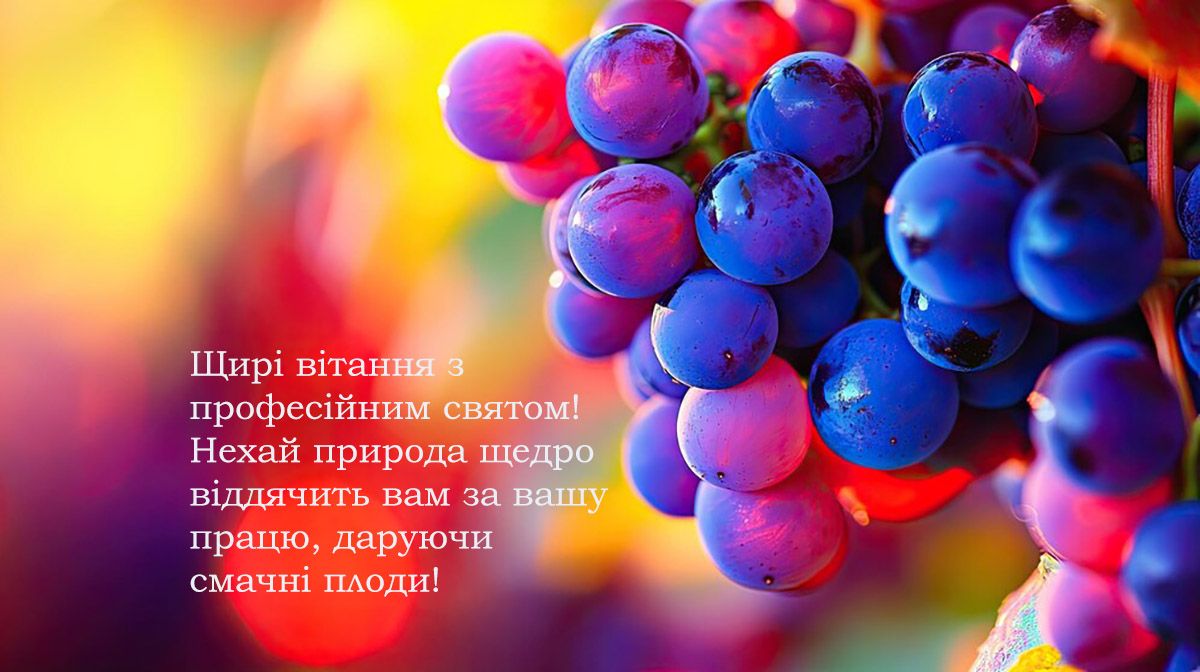 'Пьянящие' поздравления с Днем виноградаря и винодела 2024: красивые картинки и проза - 653898 'Пьянящие' поздравления с Днем виноградаря и винодела 2024: красивые картинки и проза - фото 653898