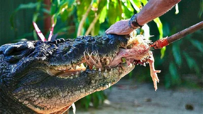 Важив під тонну: в Австралії помер найбільший у світі крокодил, який жив в неволі