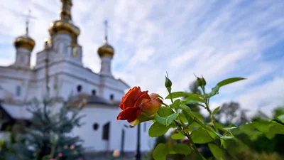 Введення в храм Пресвятої Богородиці 2024 - ніжні картинки та духовна коротка проза