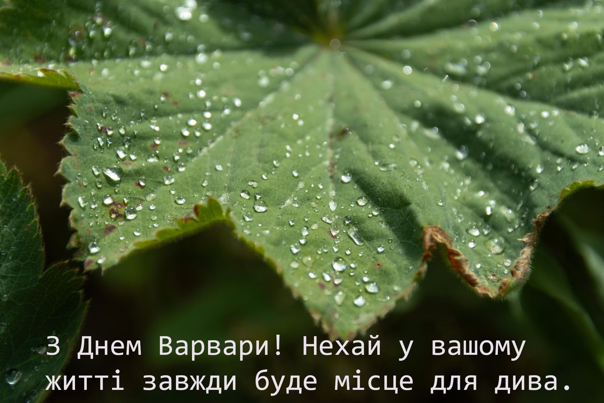 Трогательные поздравления с днем Варвары 2024 - особенные картинки, передающие всю глубину заботы и любви - фото 661666