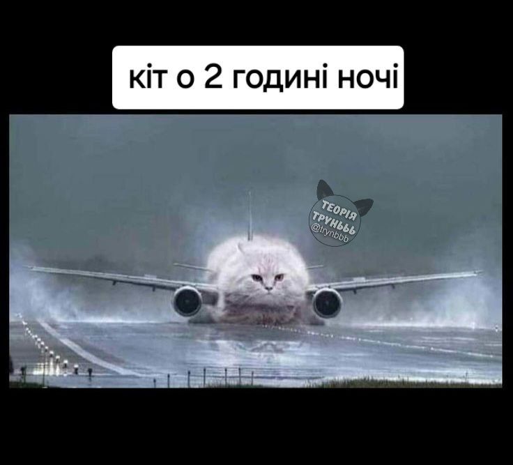Мемы с котами, которые поднимут тебе настроение - фото 664013