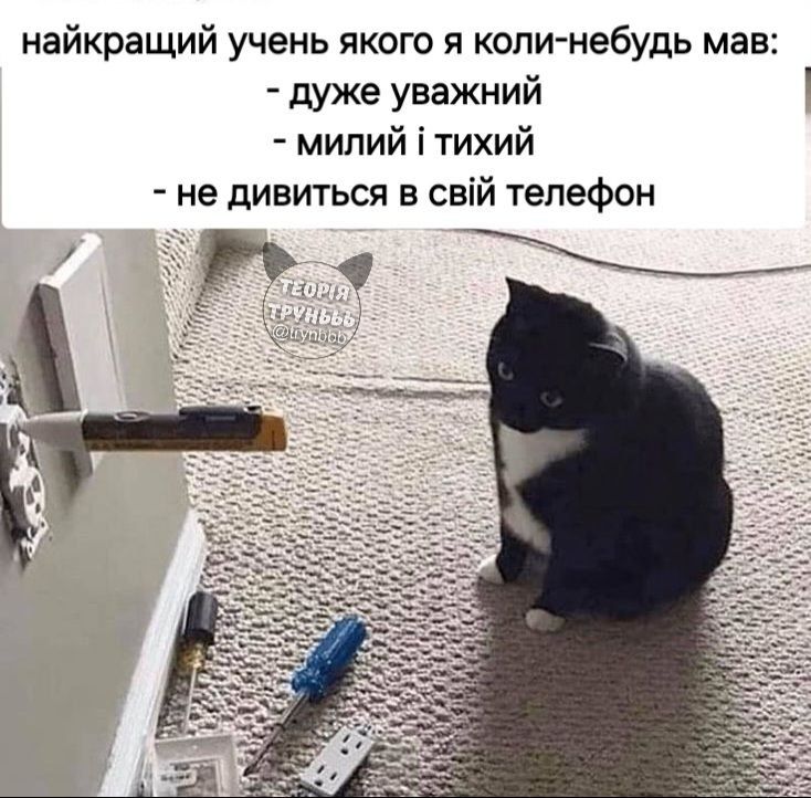 Мемы с котами, которые поднимут тебе настроение - фото 664014