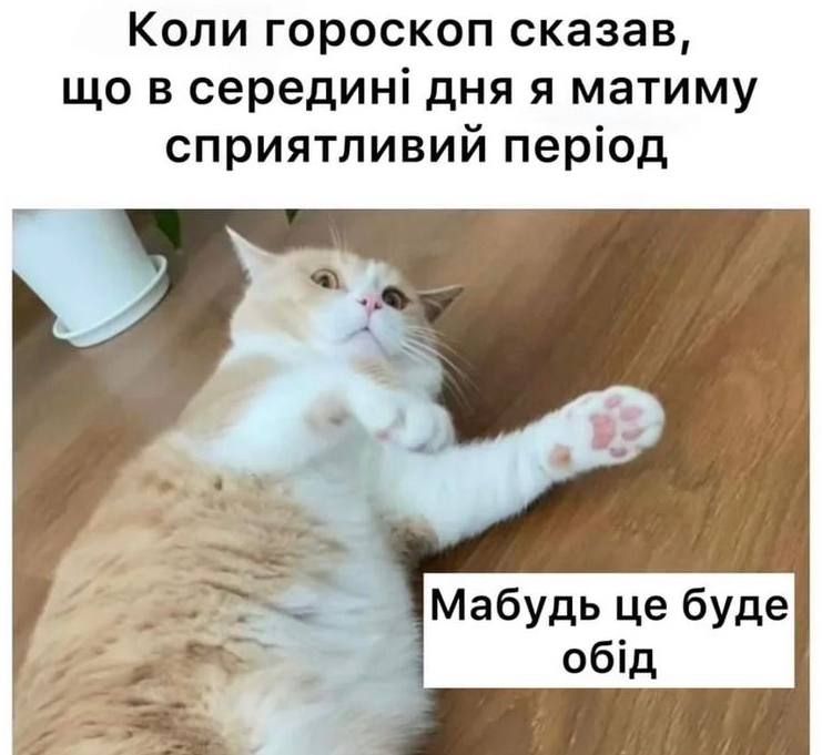 Мемы с котами, которые поднимут тебе настроение - фото 664017