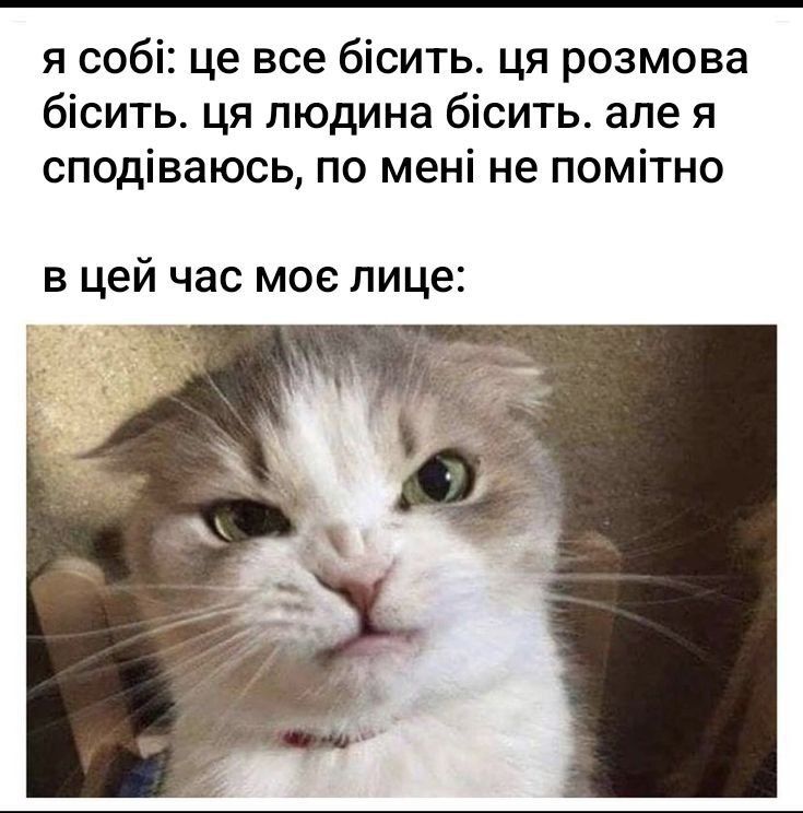 Мемы с котами, которые поднимут тебе настроение - фото 664019