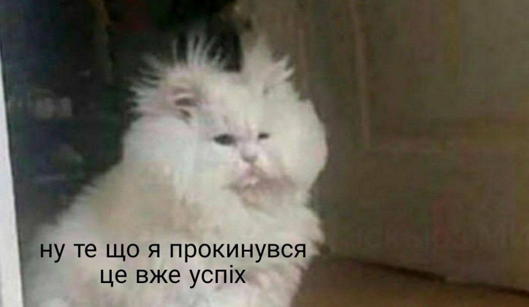 Мемы с котами, которые поднимут тебе настроение - фото 664020