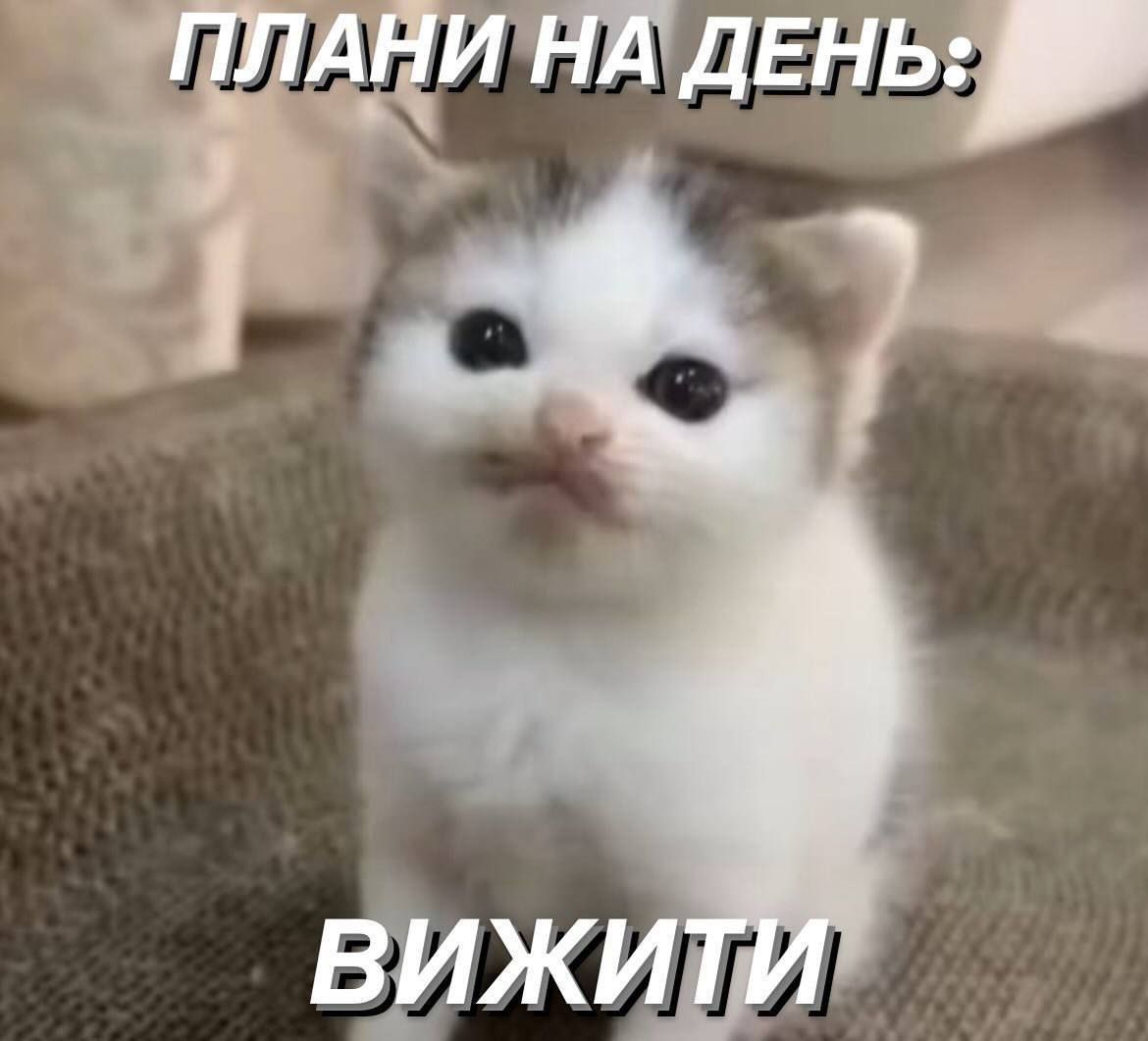 Мемы с котами, которые поднимут тебе настроение - фото 664022