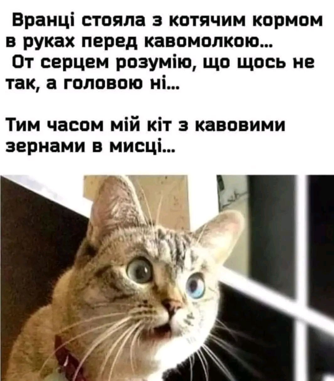 Мемы с котами, которые поднимут тебе настроение - фото 664029