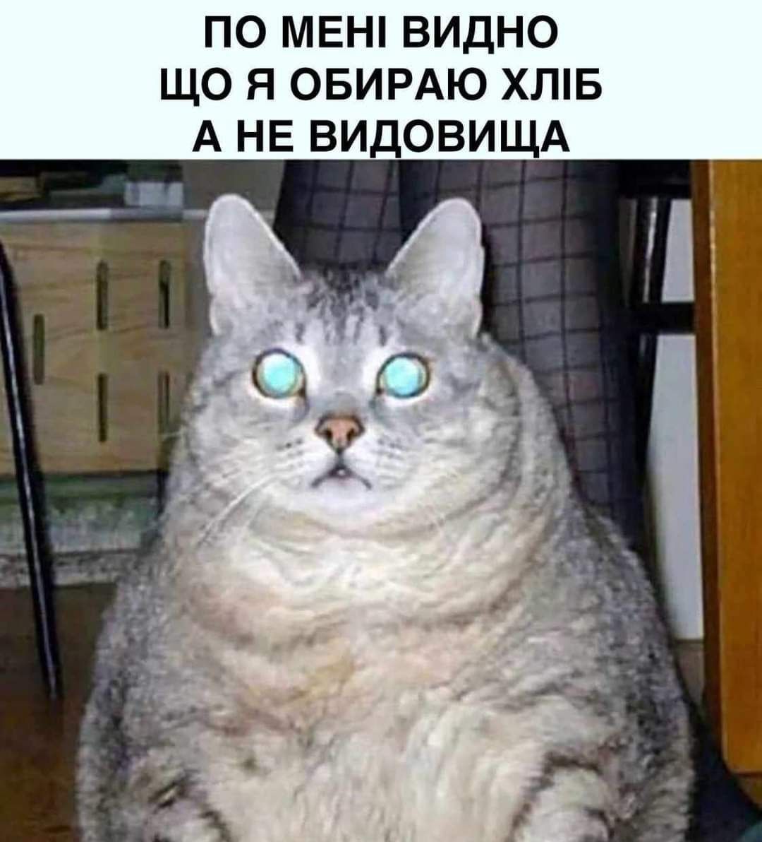 Мемы с котами, которые поднимут тебе настроение - фото 664032