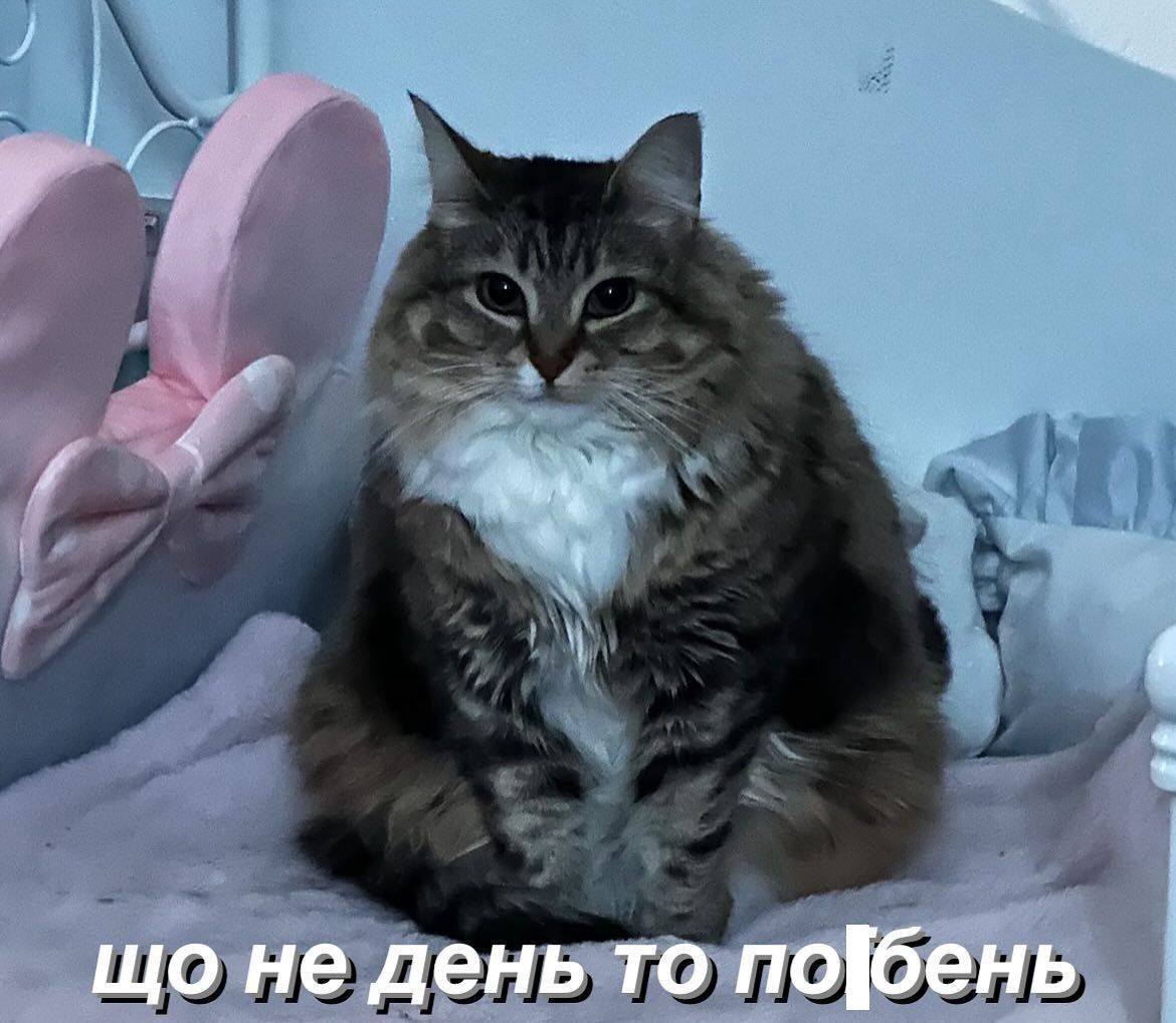 Мемы с котами, которые поднимут тебе настроение - фото 664033