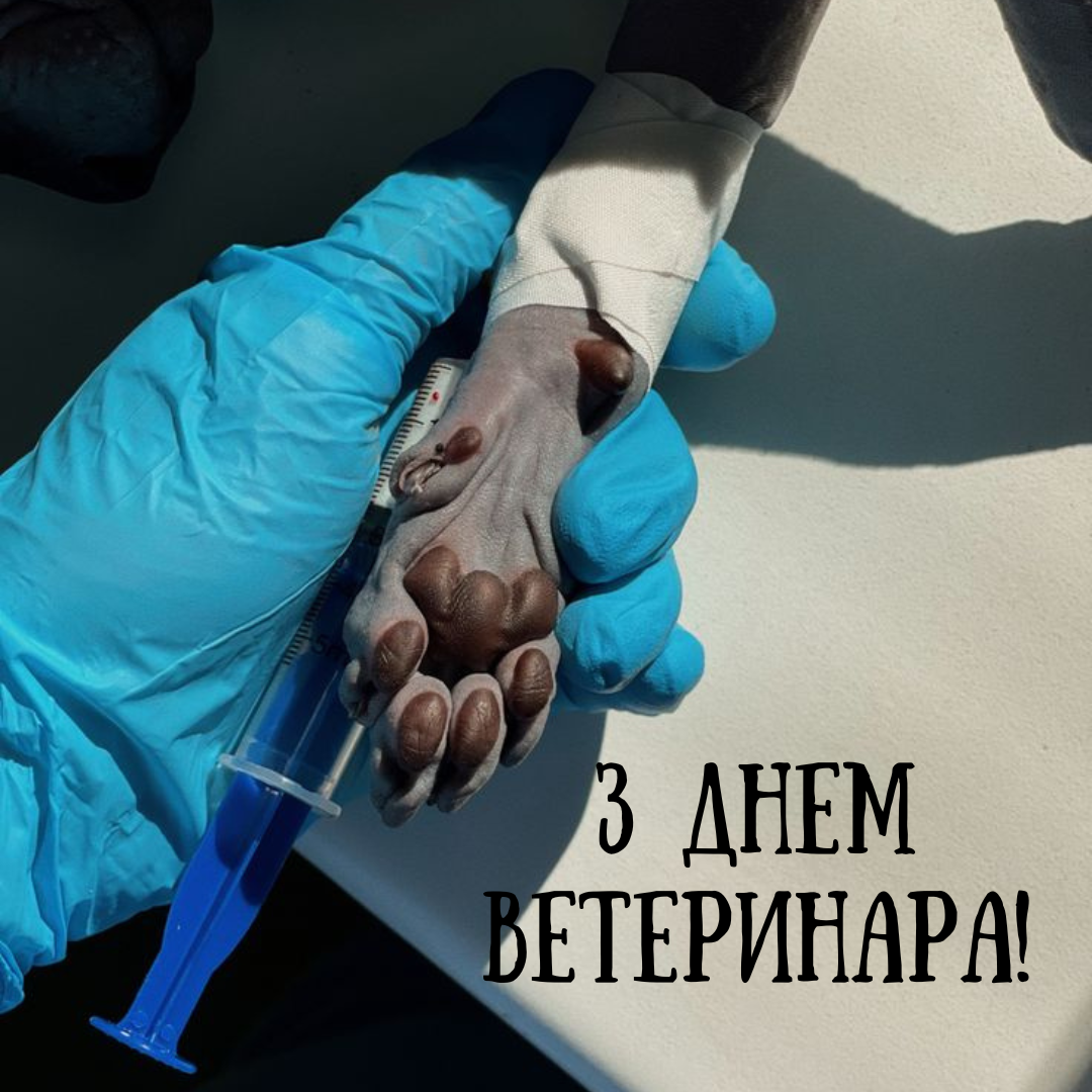День ветеринара: лучшие поздравления и открытки для тех, кто любит животных больше всего - 665026 День ветеринара: лучшие поздравления и открытки для тех, кто любит животных больше всего - фото 665026