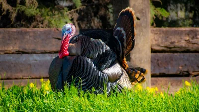 Птичья "дискриминация": почему мы не едим индюшиные яйца