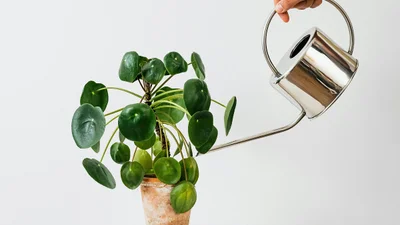 Рік Деревної Змії: які кімнатні рослини принесуть удачу в домівку