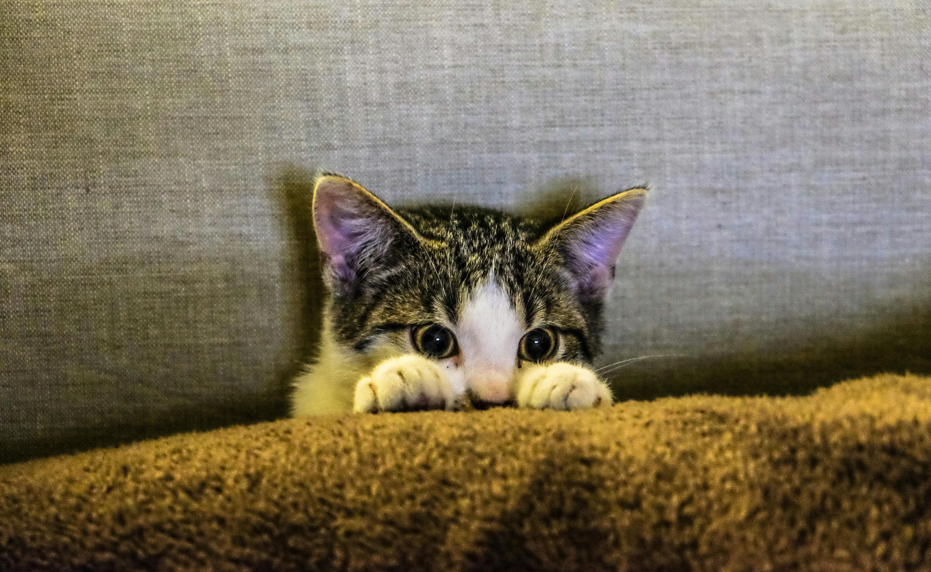 Подаруй коту затишок - фото 670607