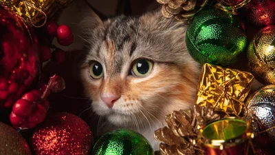 Меми про котів, які зроблять Новий рік 2025 незабутнім