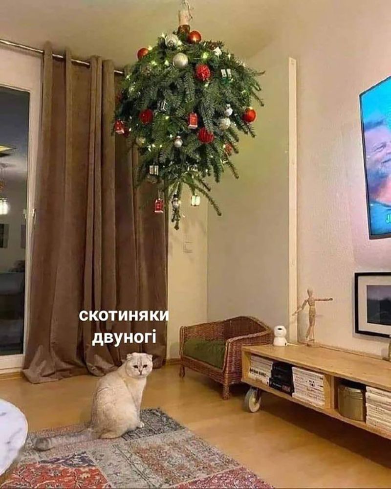 Мемы про котов, которые сделают Новый год 2025 незабываемым - 672810 Мемы про котов, которые сделают Новый год 2025 незабываемым - фото 672810