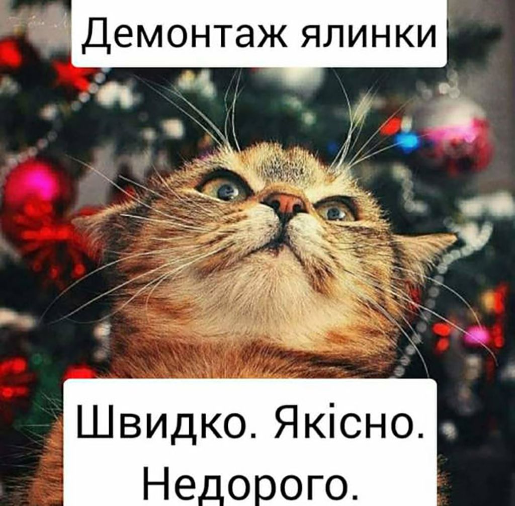 Мемы про котов, которые сделают Новый год 2025 незабываемым - 672812 Мемы про котов, которые сделают Новый год 2025 незабываемым - фото 672812