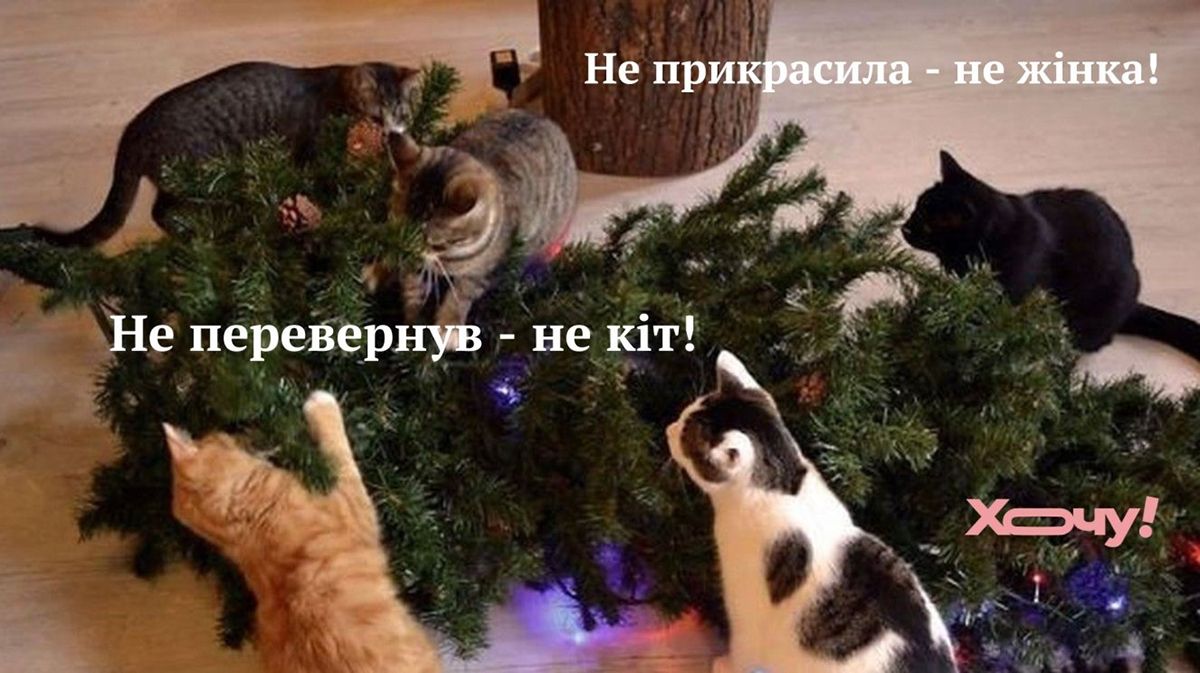 Мемы про котов, которые сделают Новый год 2025 незабываемым - 672814 Мемы про котов, которые сделают Новый год 2025 незабываемым - фото 672814