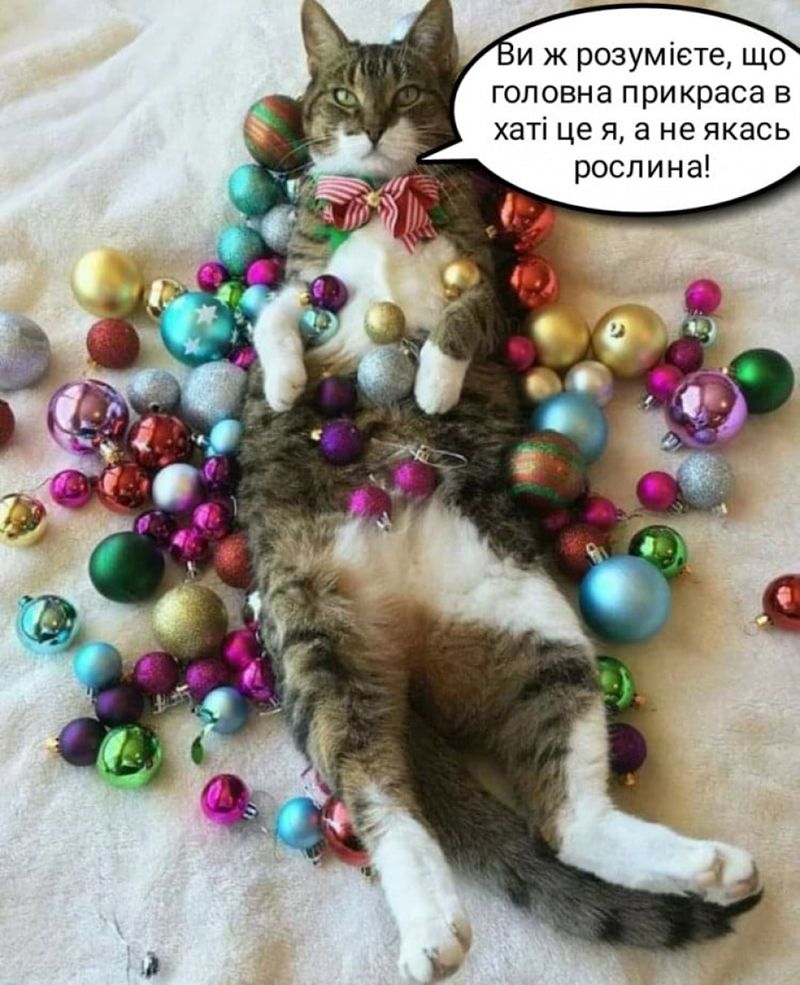 Мемы про котов, которые сделают Новый год 2025 незабываемым - 672815 Мемы про котов, которые сделают Новый год 2025 незабываемым - фото 672815