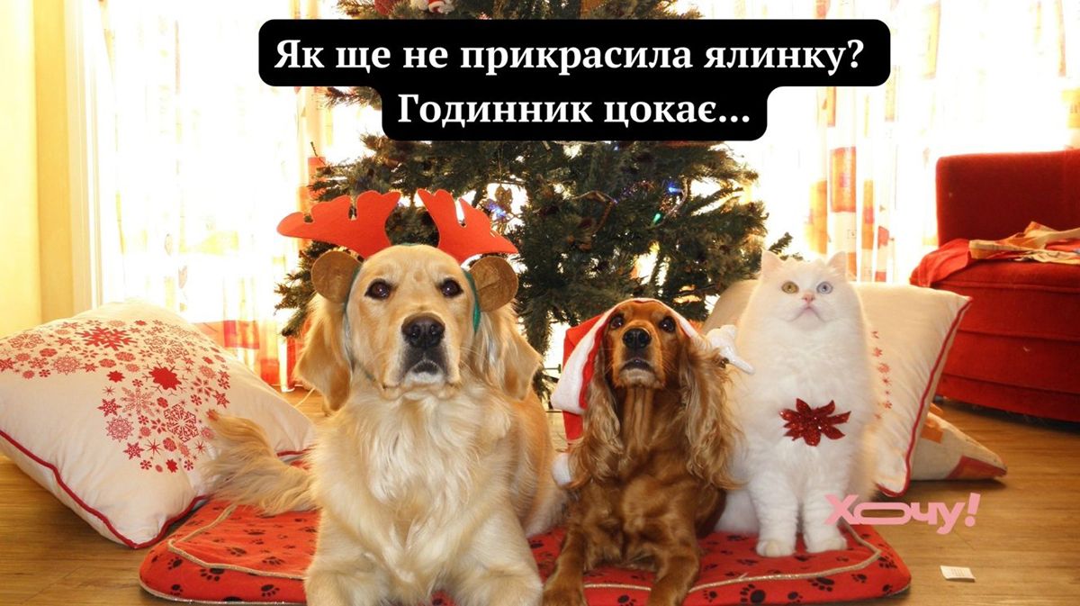 Мемы про котов, которые сделают Новый год 2025 незабываемым - 672816 Мемы про котов, которые сделают Новый год 2025 незабываемым - фото 672816