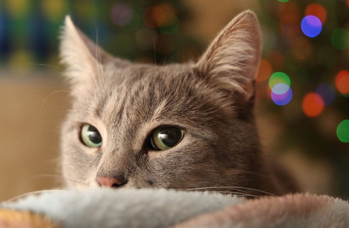 Мемы про котов, которые сделают Новый год 2025 незабываемым - 672817 Мемы про котов, которые сделают Новый год 2025 незабываемым - фото 672817