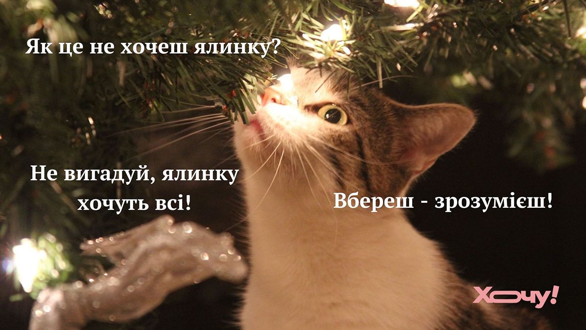 Мемы про котов, которые сделают Новый год 2025 незабываемым - 672822 Мемы про котов, которые сделают Новый год 2025 незабываемым - фото 672822