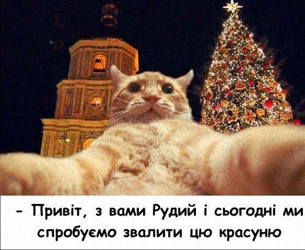Мемы про котов, которые сделают Новый год 2025 незабываемым - 672823 Мемы про котов, которые сделают Новый год 2025 незабываемым - фото 672823