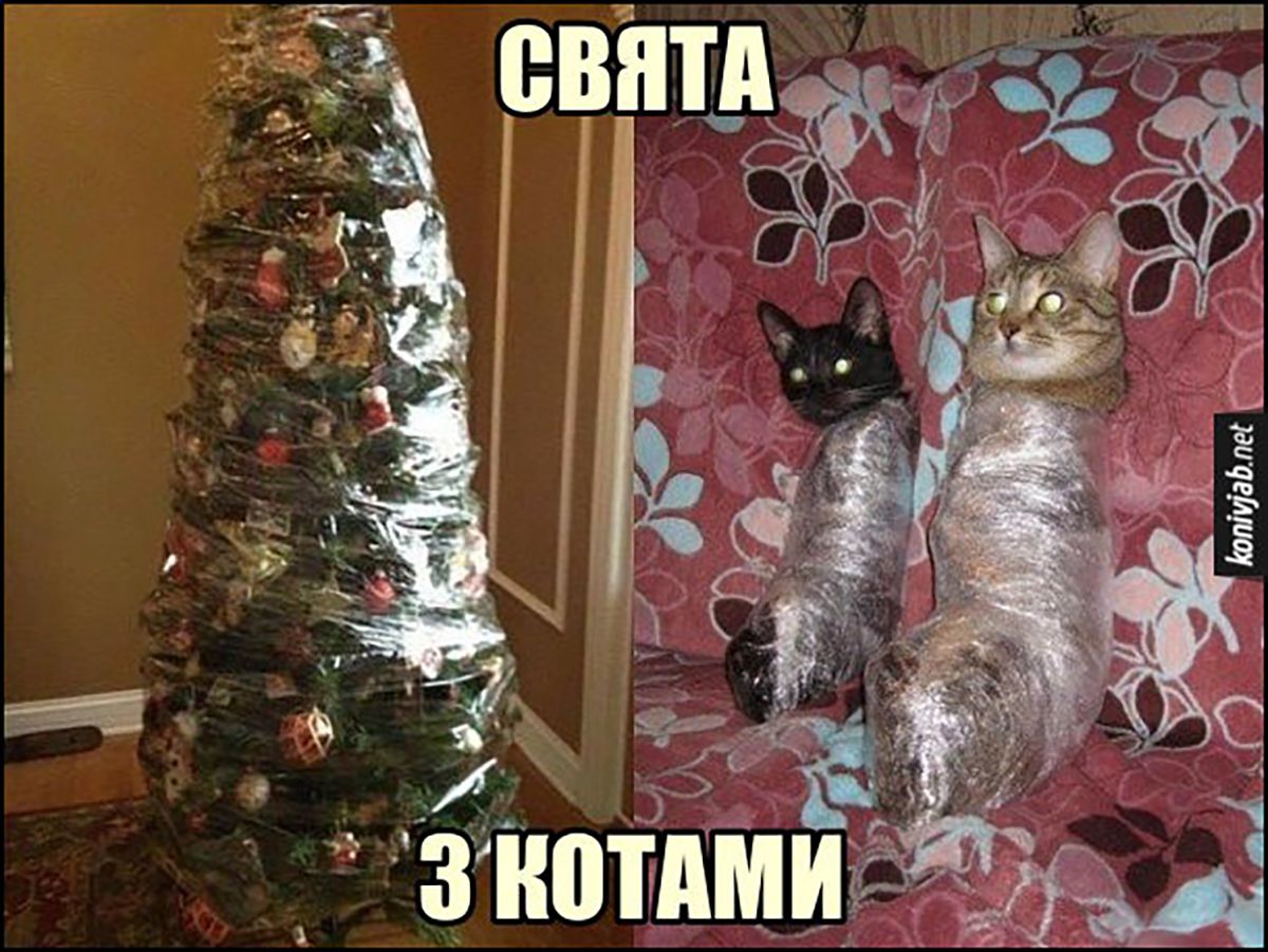 Мемы про котов, которые сделают Новый год 2025 незабываемым - 672826 Мемы про котов, которые сделают Новый год 2025 незабываемым - фото 672826