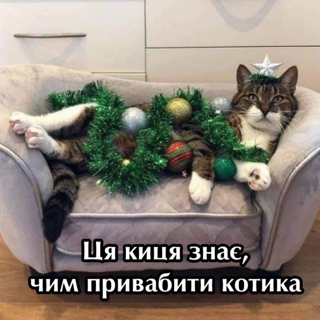 Мемы про котов, которые сделают Новый год 2025 незабываемым - 672827 Мемы про котов, которые сделают Новый год 2025 незабываемым - фото 672827