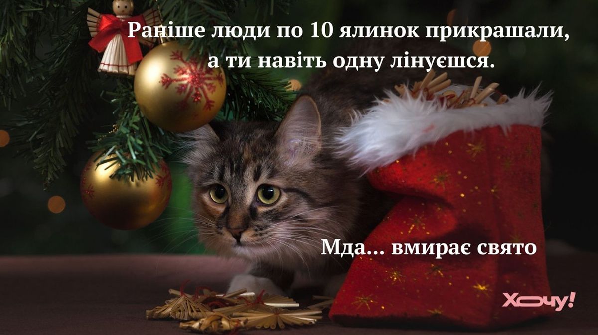 Мемы про котов, которые сделают Новый год 2025 незабываемым - 672828 Мемы про котов, которые сделают Новый год 2025 незабываемым - фото 672828
