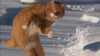 Мемы про снег, которые поднимут настроение пока ты ждешь маршрутку в мороз