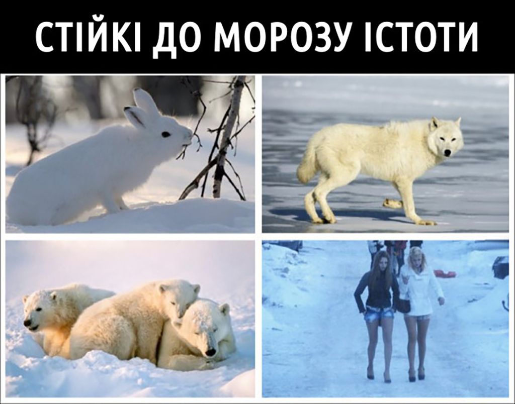 Мемы про снег, которые поднимут настроение пока ты ждешь маршрутку в мороз - 677626 Мемы про снег, которые поднимут настроение пока ты ждешь маршрутку в мороз - фото 677626