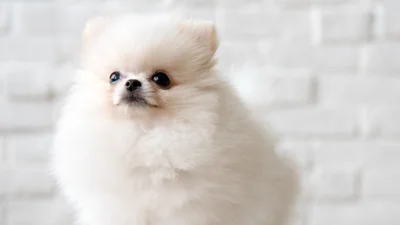 У мережі завірусилось відео з собакою Лукашенка, який надзюрив на виборчу дільницю