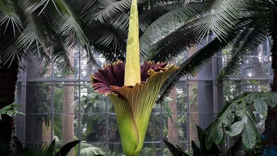 Тысячи людей наблюдали за тем, как расцветает вонючий "цветок трупа" – в чем феномен