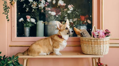 Самые дорогие породы собак в мире - цена роскошного друга