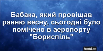 Цей пухнастий синоптик знає все - добірка мемів про бабака - фото 682640