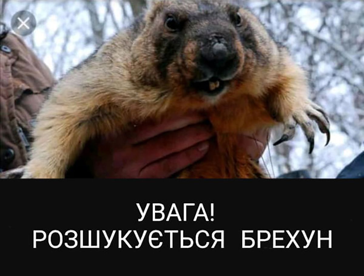Этот пушистый синоптик знает все - подборка мемов про сурка - 682642 Этот пушистый синоптик знает все - подборка мемов про сурка - фото 682642