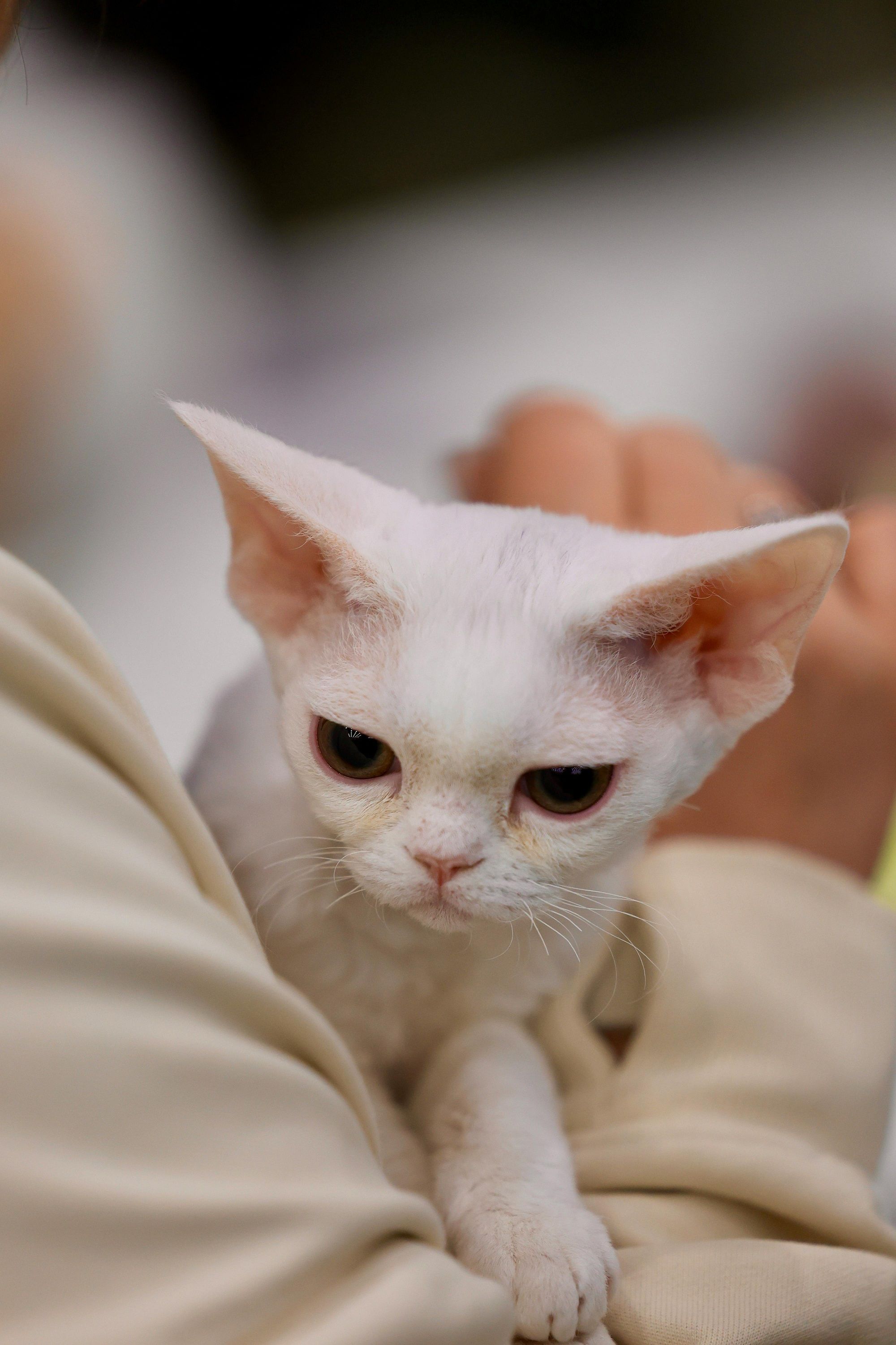 Коты, которые почти не линяют: 5 пород для тех, кто не хочет бороться с шерстью - 683309 Коты, которые почти не линяют: 5 пород для тех, кто не хочет бороться с шерстью - фото 683309