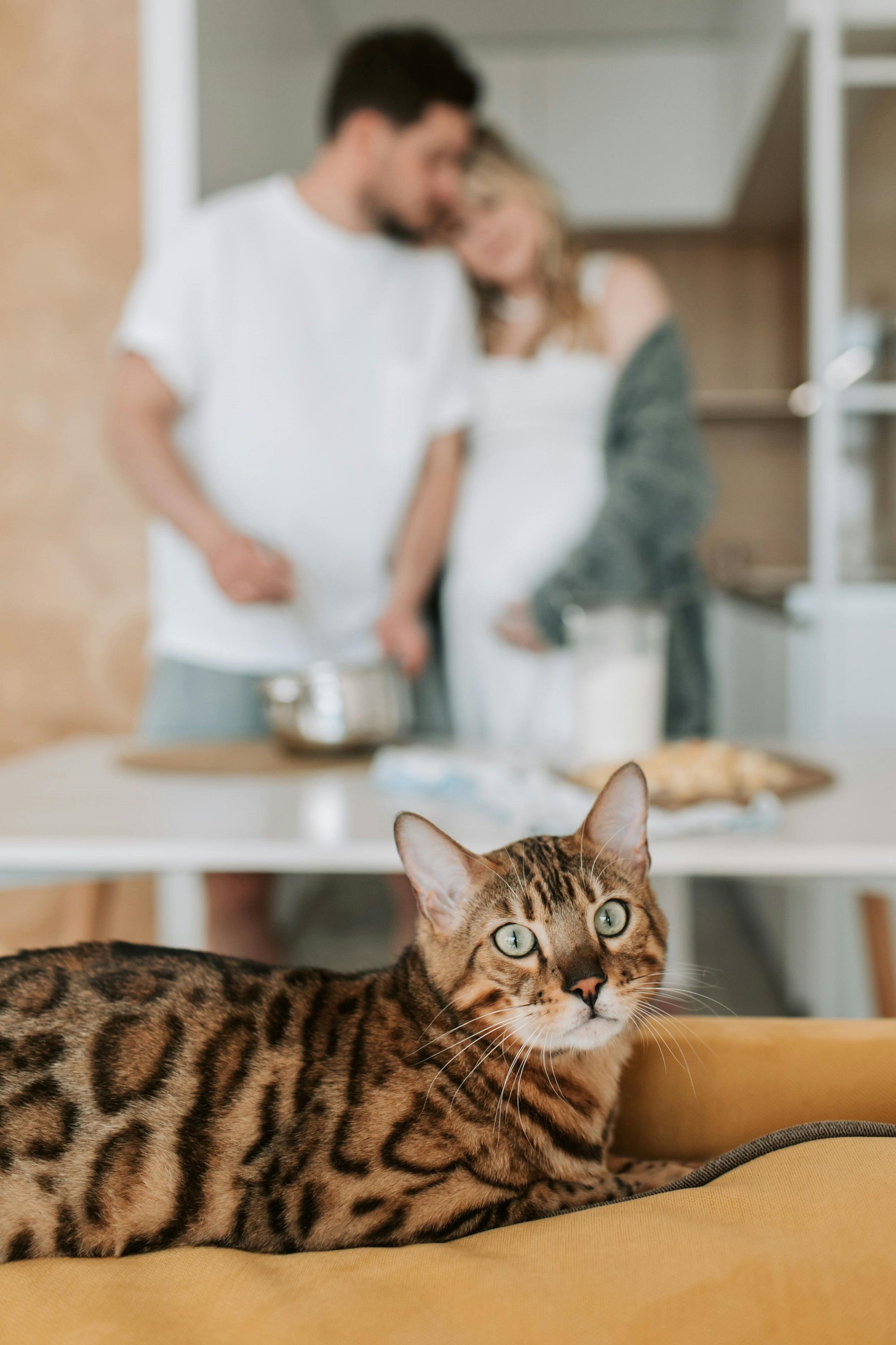 Коты, которые почти не линяют: 5 пород для тех, кто не хочет бороться с шерстью - 683310 Коты, которые почти не линяют: 5 пород для тех, кто не хочет бороться с шерстью - фото 683310