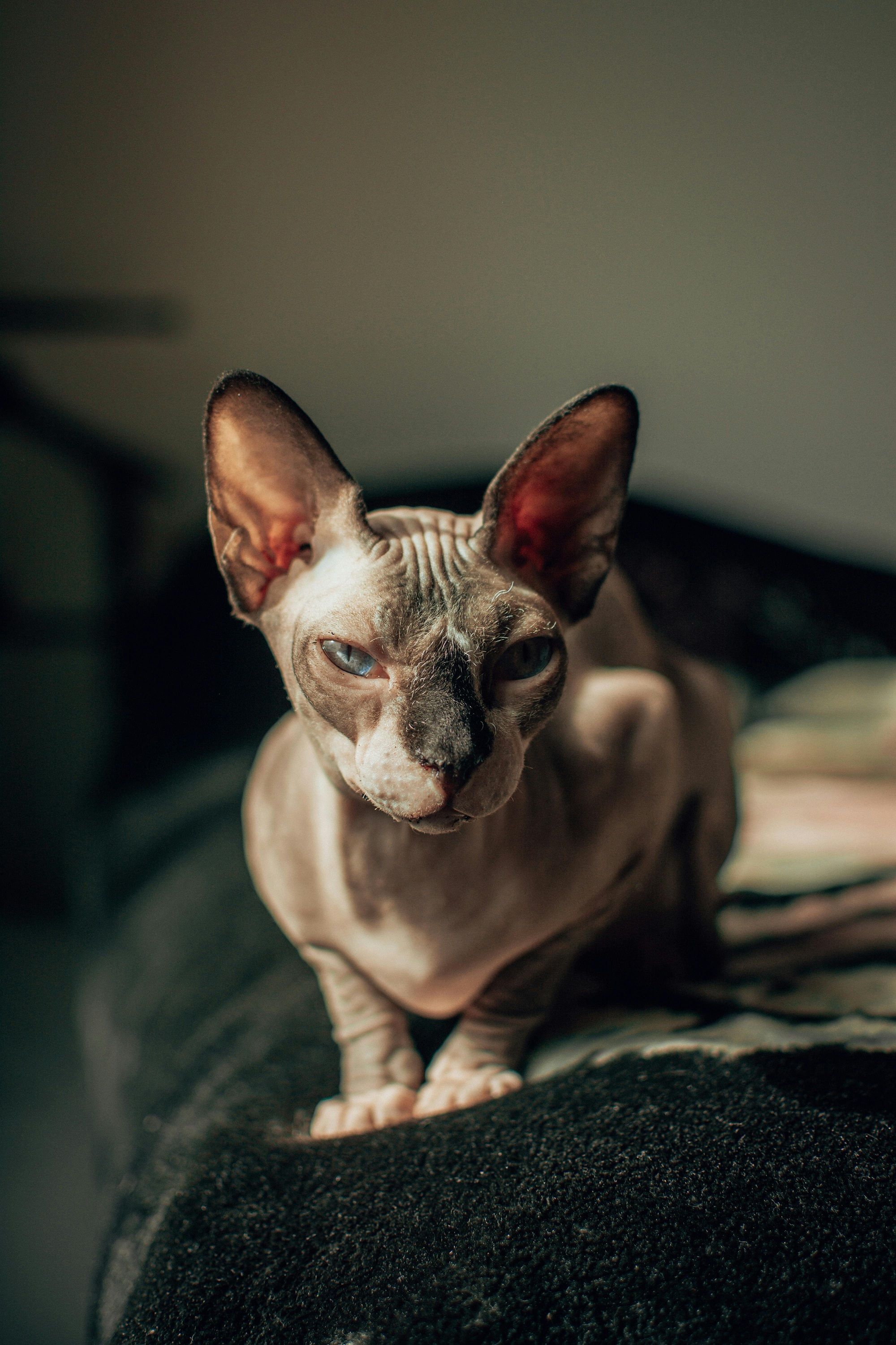 Коты, которые почти не линяют: 5 пород для тех, кто не хочет бороться с шерстью - 683312 Коты, которые почти не линяют: 5 пород для тех, кто не хочет бороться с шерстью - фото 683312