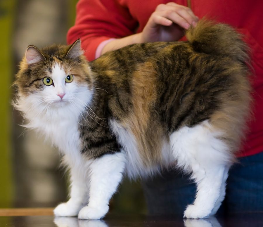Коты, которые почти не линяют: 5 пород для тех, кто не хочет бороться с шерстью - 683313 Коты, которые почти не линяют: 5 пород для тех, кто не хочет бороться с шерстью - фото 683313
