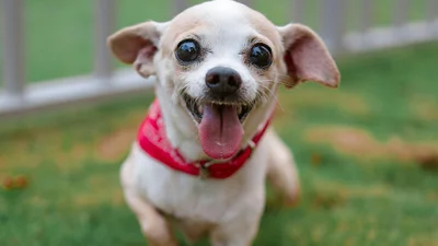 Собаки, які не хворіють: 5 найздоровіших порід